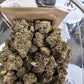 DOPE PROS EXOTIC 1QP THCA FLOWER